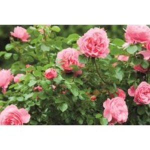 Miniature Patio Roses - Flowering Bare Root Plants