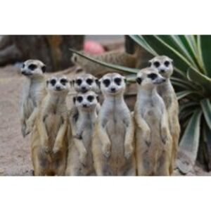 Meerkat Experience for Two at Hoo Zoo & Dinosaur World - Weekdays or Weekends | Wowcher