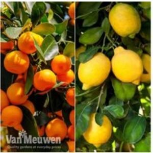 Potted Citrus Trio - Lemon