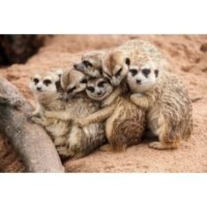 Meerkat & Lemur Animal Encounter Experience for Two at Hoo Zoo & Dinosaur World