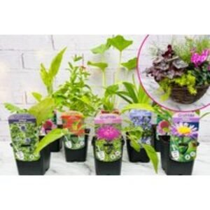 One-Month Outdoor Perennial Plant Set (8 Pack) or Pre-Planted Hanging Basket Subscription - 2 Options from Lazy Flora - Gift-Ready