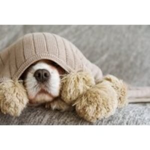 Online Pet Clothes & Crafts Course - Accredited DIY Projects for Cats & Dogs | Wowcher
