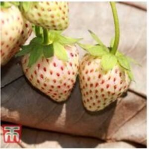 Strawberry Anablanca 'Snow White' Plants - Unique Pineapple-Flavoured Perennial | Wowcher
