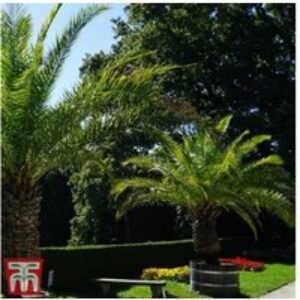 Canary Island Date Palm Tree - Evergreen