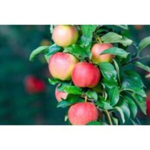 PRICE DROP! Dwarf Patio Fruit Trees - Apple