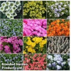 20 Mixed Easy to Grow Flowering Alpine Plug Plants - Hardy Perennials | Wowcher