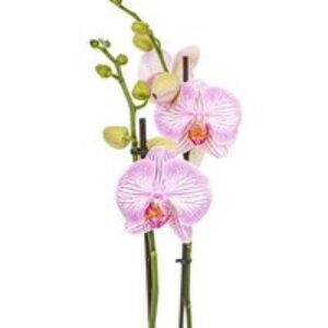 50% Off Phalaenopsis Orchid - Deliveries Nationwide | Wowcher