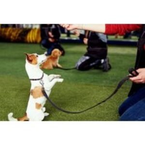 Online Dog Behaviour Training Course - Lead Academy | Wowcher