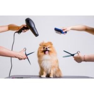 Online Dog Grooming Diploma Course - CPD & IPHM Accredited | Wowcher