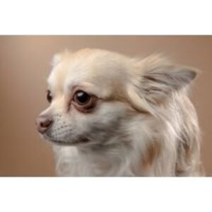 Pet Photoshoot - One Hour - Including Two 8" x 10" Prints | Wowcher