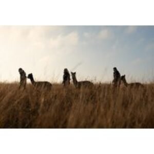 1-Hour Alpaca Trekking & Feeding Experience for 1