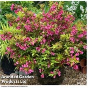 Weigela 'Magic Carpet' Flowering Shrub - Compact
