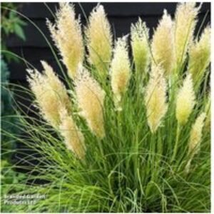 Dwarf Pampas Grass Perennial - Cortaderia selloana 'Tiny Pampa'