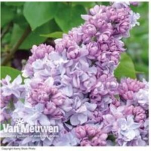 Double Scented Lilac Plants - Choose 1 or 2! | Wowcher