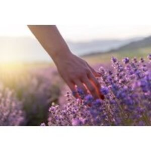 60-Minute Flower Therapy Healing Session at Calm Reflex