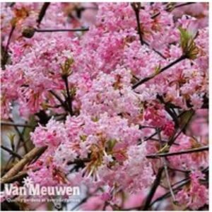 Viburnum Bodnantense 'Dawn' Flowering Shrub - Fragrant Winter Blooms