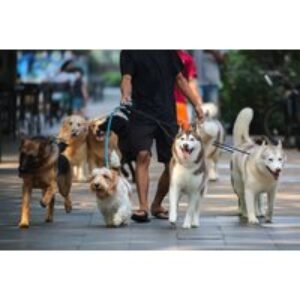 Online Accredited Dog Walking Course - Lifetime Access | Wowcher