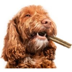 Online Reward-Based Dog Training Course - CPD Certified | Wowcher