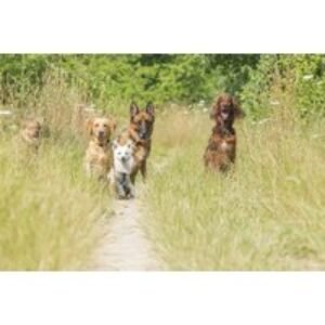 Dog Obedience & Socialisation Online Course - CPD Certified Training | Wowcher