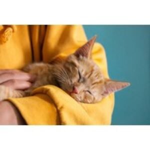 Essential Cat & Kitten Care Online Course - Holly and Hugo | Wowcher