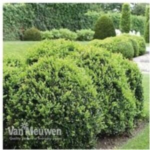 25 Evergreen Box Hedging Shrubs - Compact Potted Plants for Borders | Wowcher