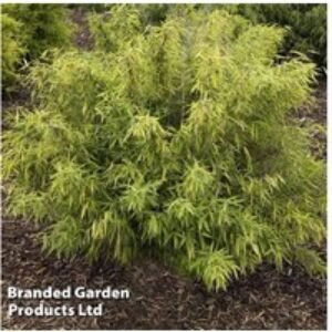Evergreen Umbrella Bamboo (Fargesia rufa) - Hardy Clumping Plant