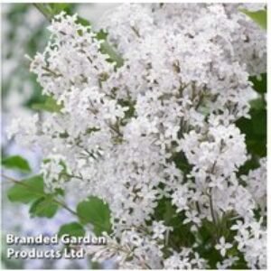 Lilac Flowerfesta White Shrub - Compact & Fragrant | Wowcher