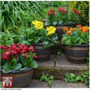 Wooden Barrel Effect Garden Pots with Saucers - 40cm Planter | Wowcher