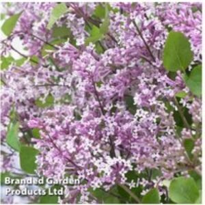 Lilac Flowerfesta Purple Shrub | Wowcher
