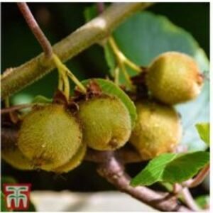Self-Fertile Kiwi Jenny Climbing Fruit Plant Trio - Compact