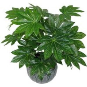 60cm Low Maintenance Indoor Japanese Aralia Artificial Plant | Wowcher