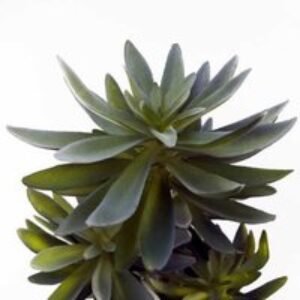 Lush 60cm Artificial Yukka Indoor Plant - Low Maintenance Foliage | Wowcher
