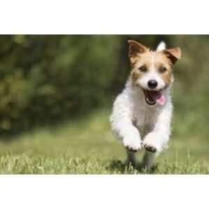 Online Dog Care Diploma - CPD & IPHM Accredited Training Course | Wowcher