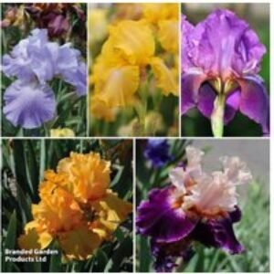 Re-Blooming Bearded Iris Bulbs - Hardy