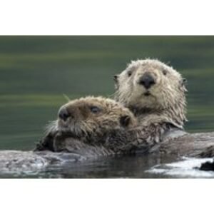 Adopt an Otter at Wildwood Trust - 3 Adoption Pack Options with Certificates