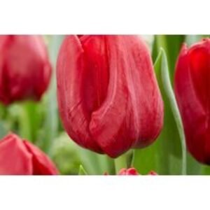 Mixed Tulip Patio Bulbs - Flowering Spring Perennial