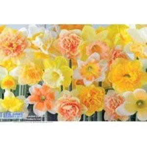Daffodil 'Citrus Sorbet' Flowering Bulbs - Scented Spring Perennial | Wowcher