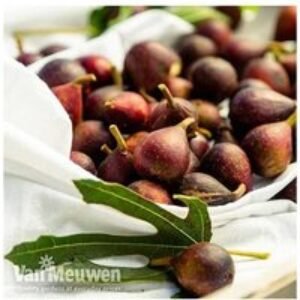 Little Miss Figgy Compact Patio Fig Tree - Sweet Fruit