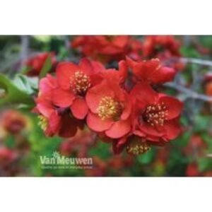 Chaenomeles Superba Flowering Shrub - Crimson & Gold
