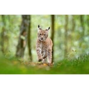 Adopt a Lynx Gift Pack - 3 Package Levels (Basic