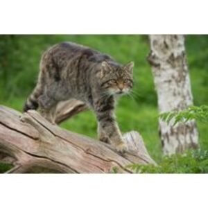 Adopt a Wildcat Experience - 3 Adoption Pack Options with Certificates