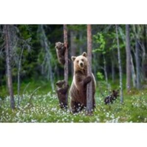 Adopt a Bear Experience - 3 Adoption Pack Options with Certificates