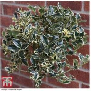 Holly 'Argentea Marginata' Evergreen Trees - Silver-Edged Foliage