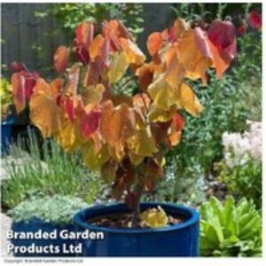 Cercis 'Eternal Flame' Tree - Fiery Foliage Wonder | Wowcher