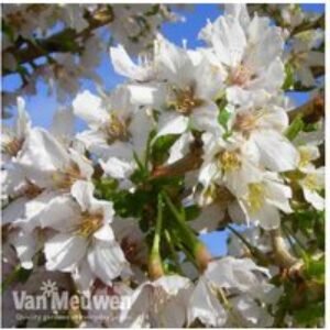 Flowering Cherry Tree 'Kojo No Mai' - Compact Beauty | Wowcher