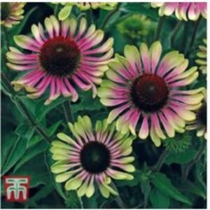 Echinacea 'Green Twister' Perennial Flowering Plants - Bare Root | Wowcher