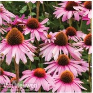 Echinacea Purpurea Perennial Plants - Hardy