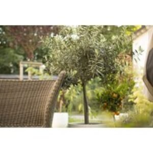 Evergreen Olive Standard Trees with Optional Patio Pots - 1 or 2 Pack | Wowcher