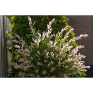 Salix Flamingo Standard Tree - Colourful Ornamental Willow