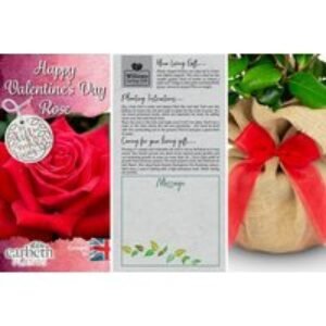 Valentine's Red Rose Plant - Gift Wrapped | Wowcher